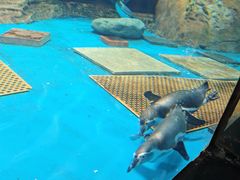 -海合安武汉极地海洋公园