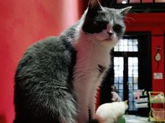 -猫色咖啡·猫咖