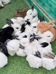 -萌宠亲子动物乐园(槐房万达店)