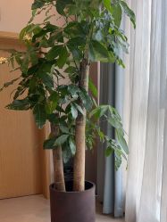 -Yestar杭州艺星医疗美容医院