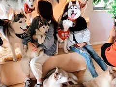 -Husky Go! 哈士奇体验馆·宠物咖啡厅狗咖