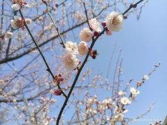 -花开海上生态园