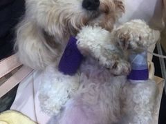 -严国平动物医院(德政总院)