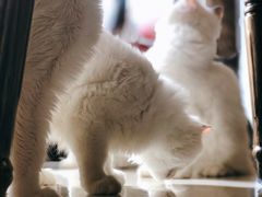 -猫咪咖啡店(新城大街店)