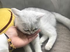 -喵的天空名猫咖啡馆·撸猫·猫舍·用品