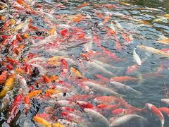 -番禺宾馆丽苑厅