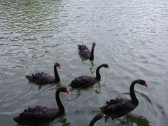 -泉州海丝野生动物世界