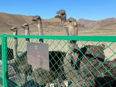 -新疆天山野生动物园