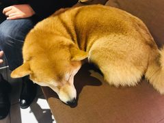 -柴务处·柴犬主题狗咖