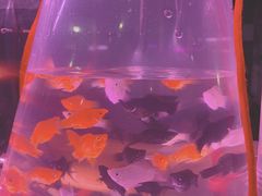 -中环花鸟鱼虫市场