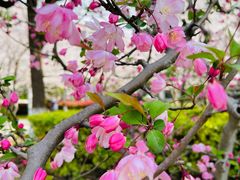 -高东镇樱花园