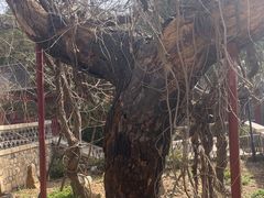 -泰山风景名胜区-普照寺