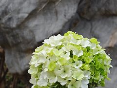 -洛阳市隋唐城遗址植物园