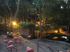 -清迈夜间动物园