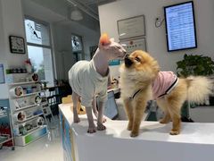 -欧奕国际动物医院