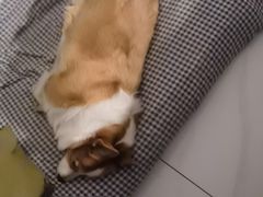-宠福鑫康馨动物医院·骨科·眼科