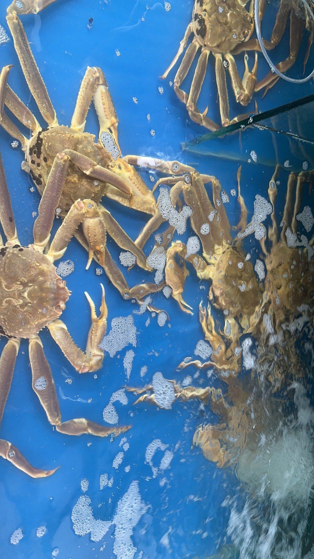 大蟹的水下漫步