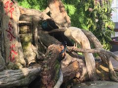 -野象谷景区