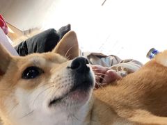 -PETKIT小佩宠物·低压洗护(国顺东路店)