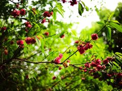 -南汇桃花村