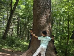 -五营红松林海景区
