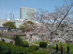 -嘉定紫藤园