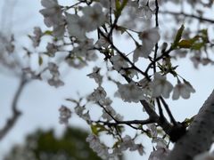 -高东镇樱花园