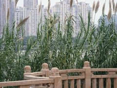 -江心屿景区