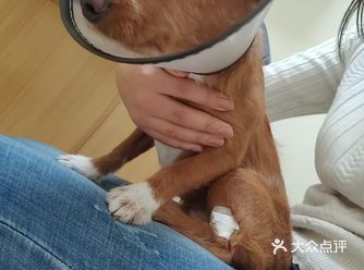 狗狗突然呕吐，虽然是我领养的小串串，但也是我的小宝贝