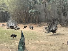 -深圳野生动物园