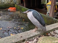 -吉隆坡雀鸟公园