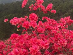 -木兰云雾山