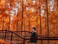 -黄海国家森林公园