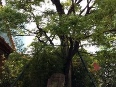 -真庆观