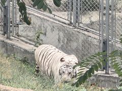 -石家庄市动物园