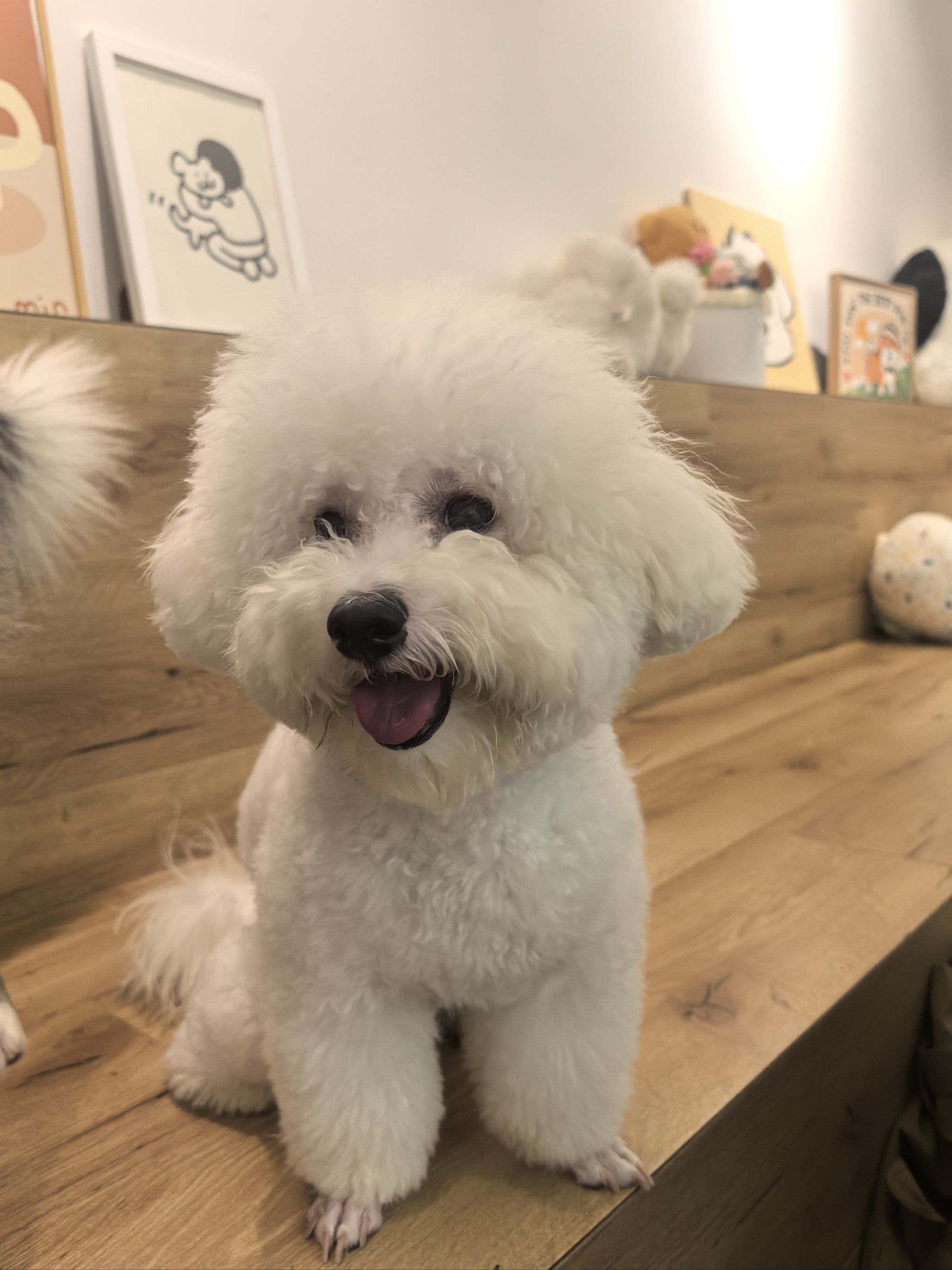 开元棋牌- 开元棋牌官网 - 开元棋牌APP下载青岛想买宠物狗应该去哪里？挑选的话一定要选实体门店！