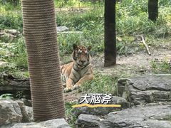 -北京野生动物园