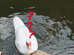 -观澜山水田园