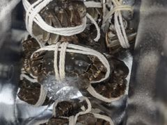 -阳澄湖大闸蟹·琼灵阁牌品牌连锁(吴中总店)