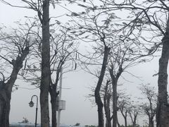 -芒洲湿地公园