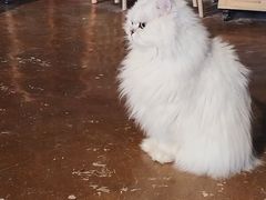 -猫猫幼稚园·撸猫·桌游·电玩