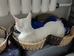 -达爱动物医院·犬猫分区·CT·复杂眼科(远洋山水分院)