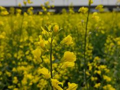 -光明小镇欢乐田园