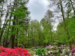 -上海共青森林公园