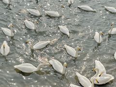 -烟墩角天鹅湖