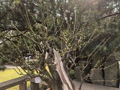 -无锡梅园公园