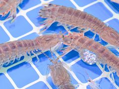 -巽寮印象美食部落餐厅·海鲜·地方特色菜(惠州体验店)