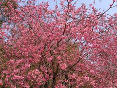 -天适樱花悠乐园