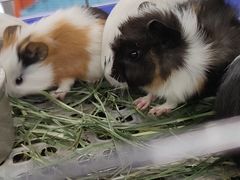 -钓仓鼠(洋桥北里小区店)