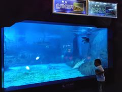 -烟台海昌鲸鲨海洋公园